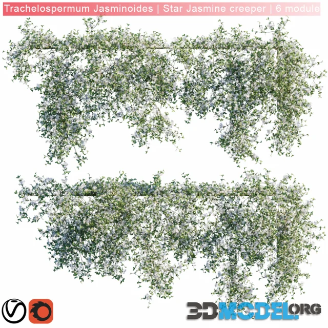 Trachelospermum Jasminoides Star Jasmine creeper 6 module