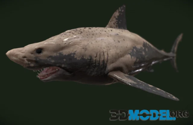 White Shark (PBR)