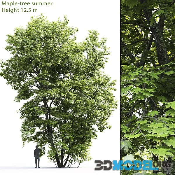 Acer (Maple tree 04)