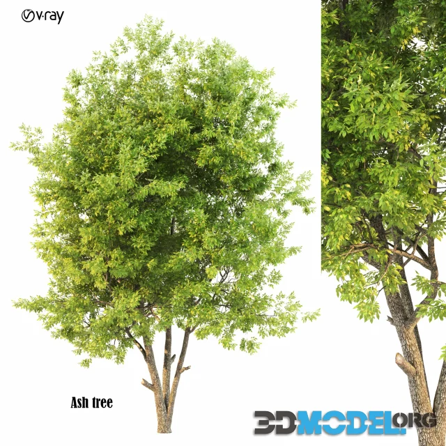 ash tree02