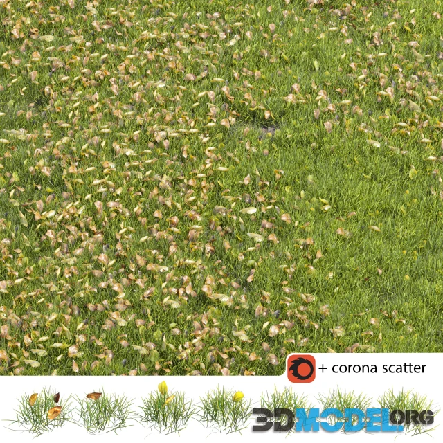 Autumn Lawn
