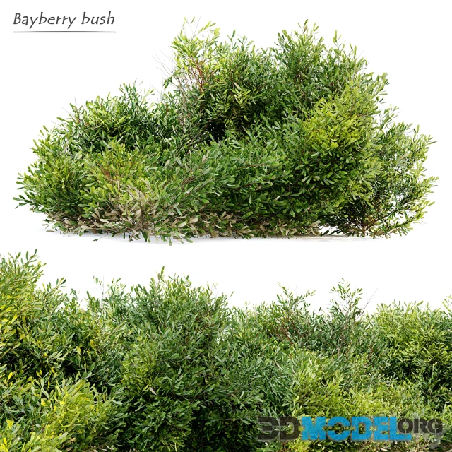 Bayberry bush