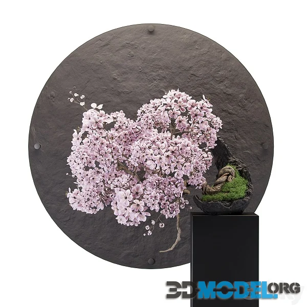 Bonsai sakura