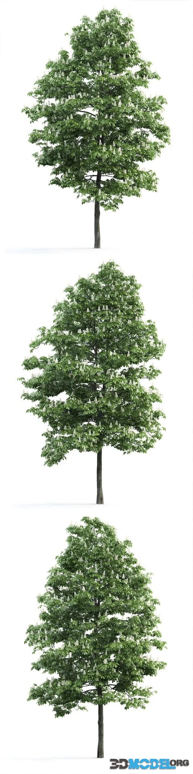 Chestnut 3