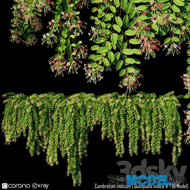 Combretum Indicum