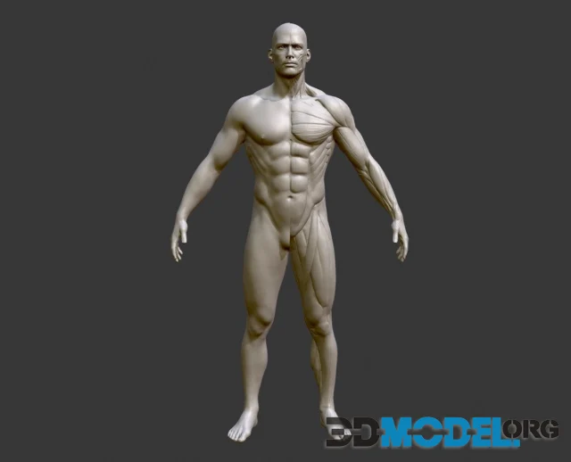 Ecorche Male PBR