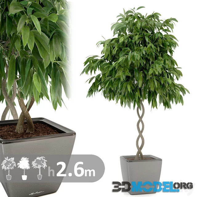 Ficus Ali