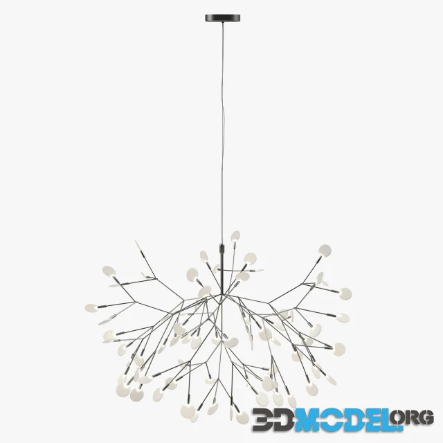 Heracleum II