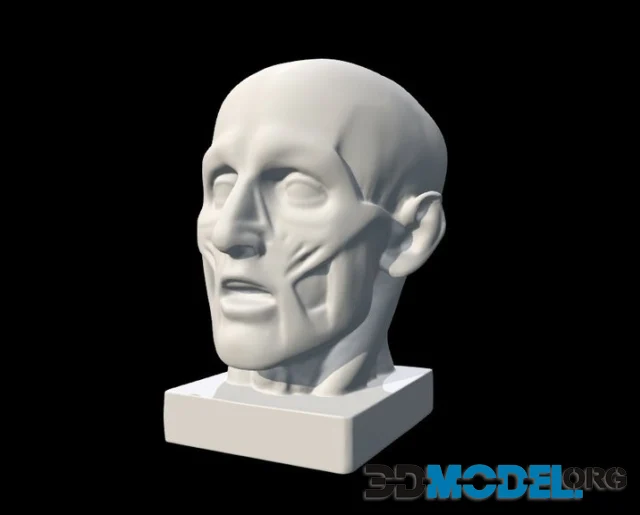 Houdon Ecorche head 3D scan