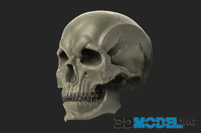 3D Model – Human Anatomy Skull (PBR)