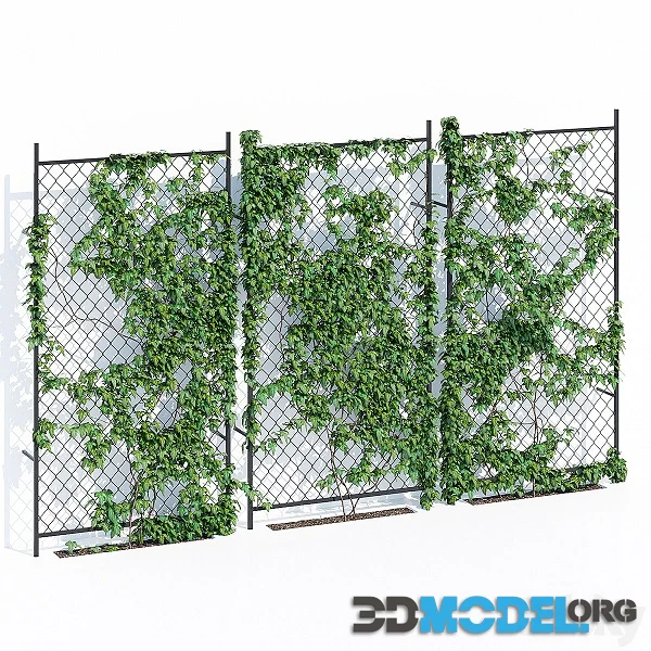 Ivy Wall Two