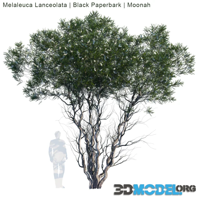 Melaleuca Lanceolata Black Paperbark Moonah