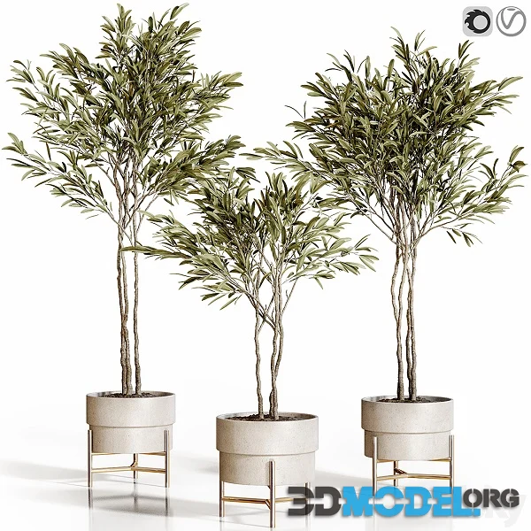 Olive Trees 3