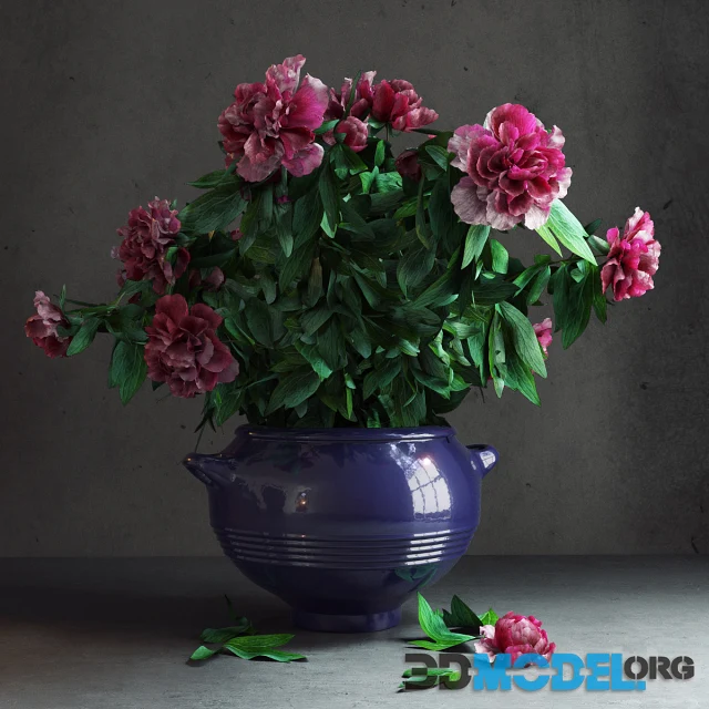 Peony Garden