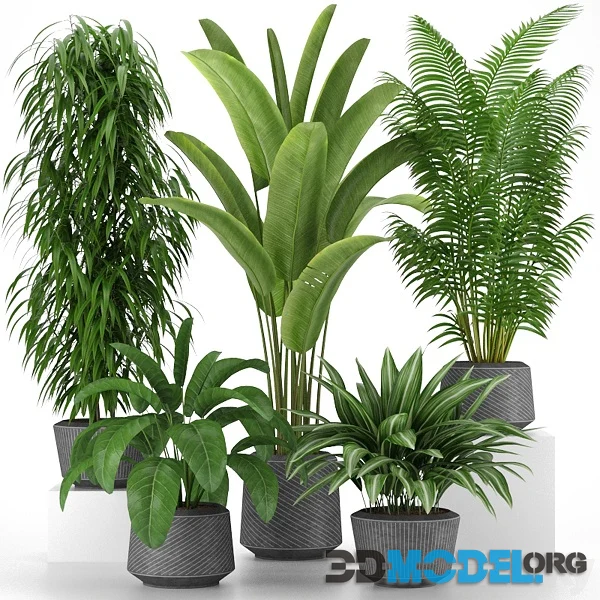 3d Model – Plants Collection 005