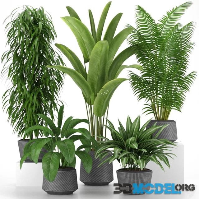 3D Model – Plants collection 05