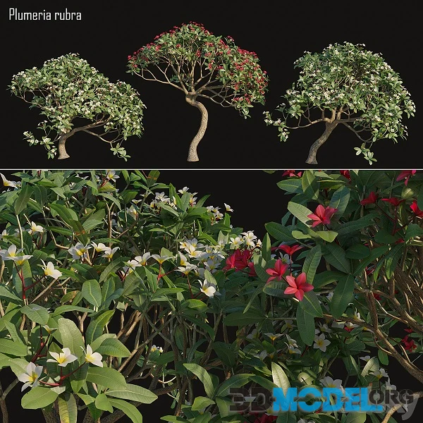 Plumeria Rubra Frangipani Tree 02