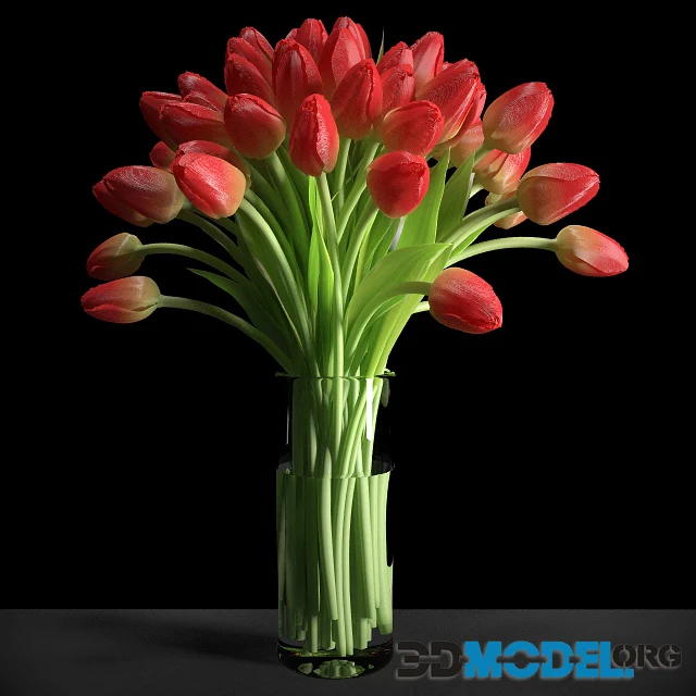 Red Tulips