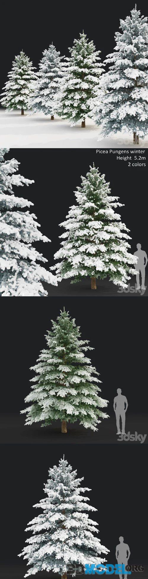 Winter spruce