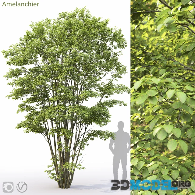 Amelanchier 5