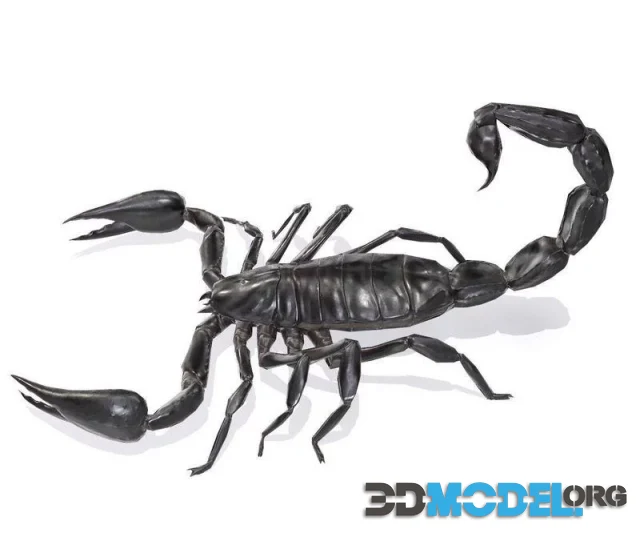Black Scorpion