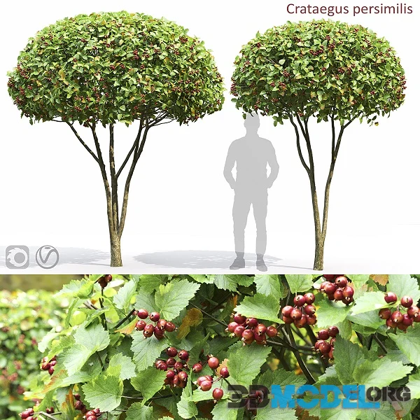Crataegus