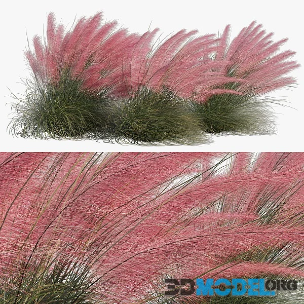 Muhlenbergia Capillaris Pink Muhly Grass 04