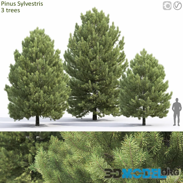 Pine 3 trees
