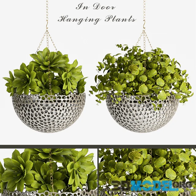PLANT-62
