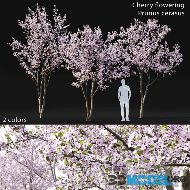 Prunus cerasus Cherry flowering