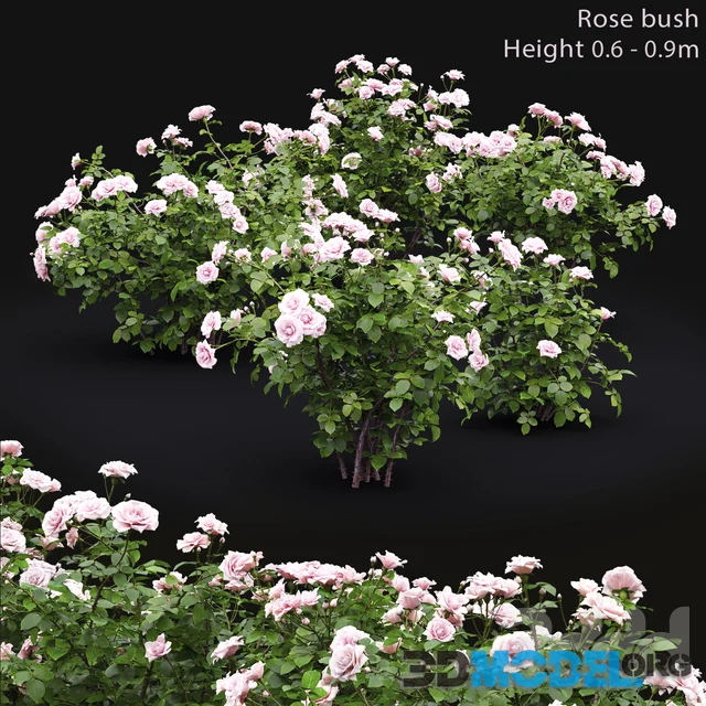 Rose bush