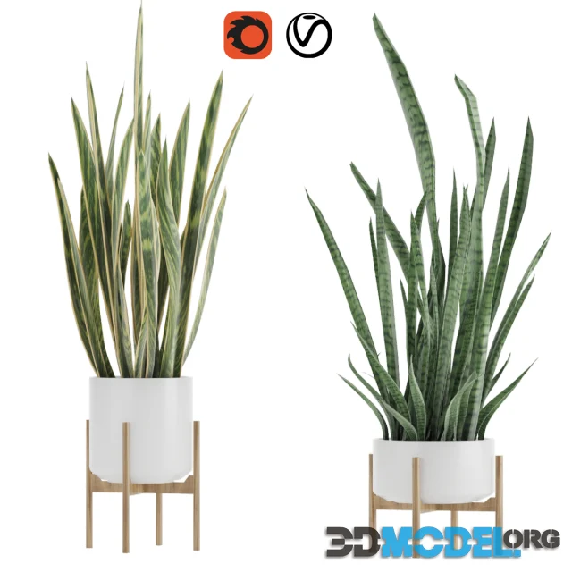 Sansevieria 2