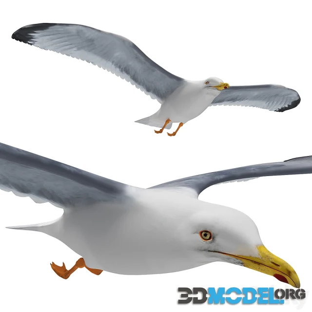 Seagull in flight
