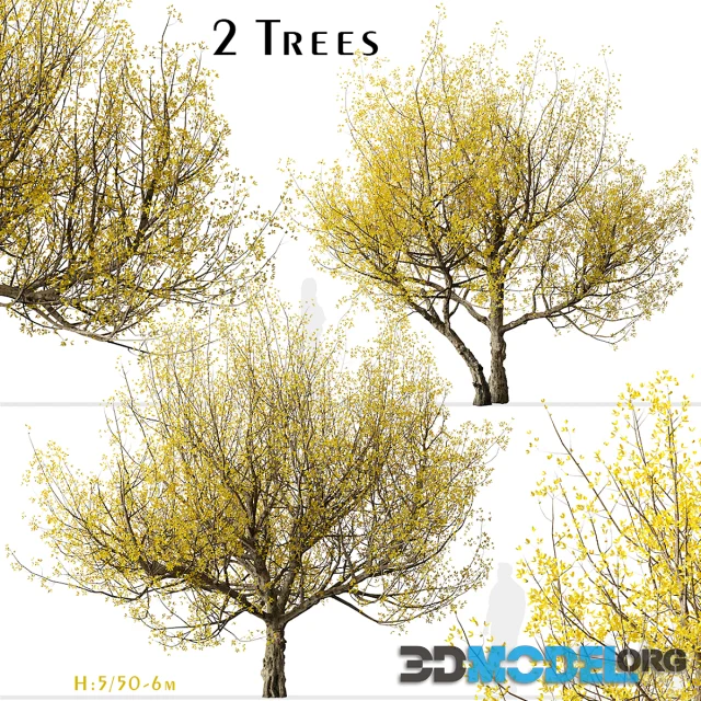 Set of Flowering Cornus mas Trees (Cornelian cherry) (2 Trees)