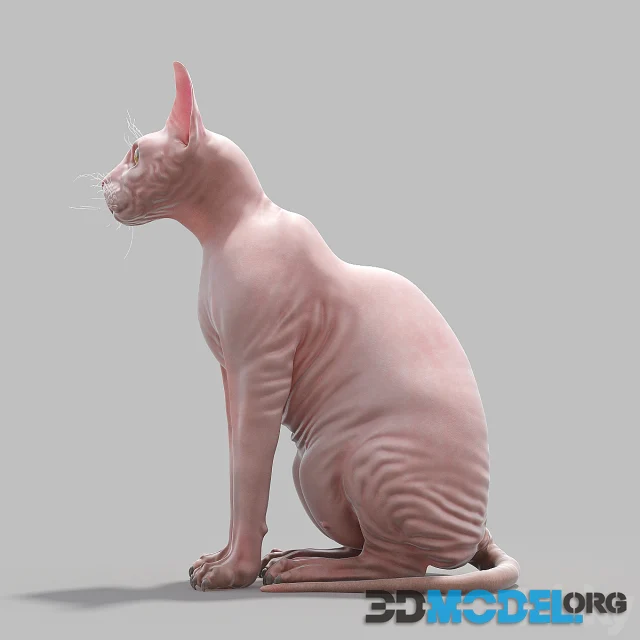 Sphinx Cat