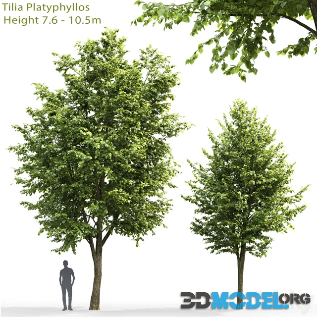 Tilia platyphyllos 3