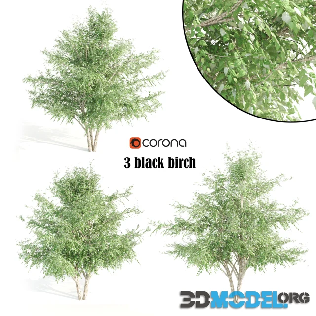 3 black birch