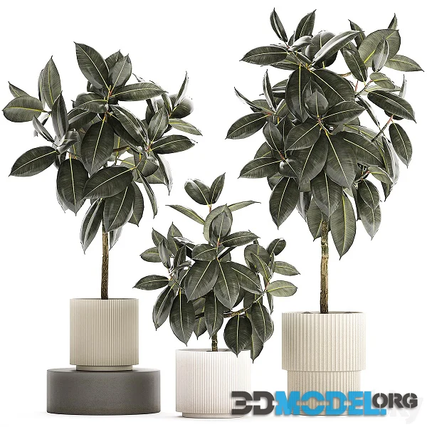 A Beautiful Interior Plant in A Modern Flowerpot