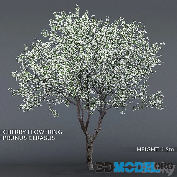 Cherry Tree Flowering Cerasus 1