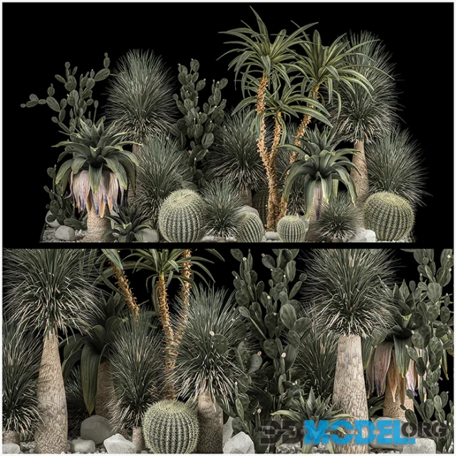 Collection of tropical plants of the desert 1117