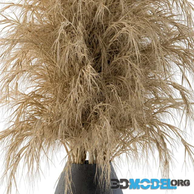 Dry Plants