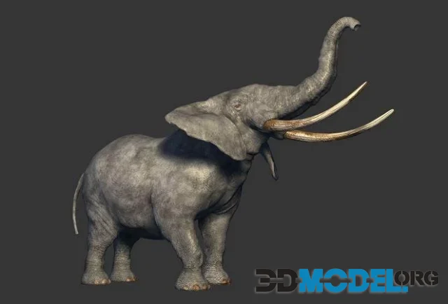Elephant (PBR)