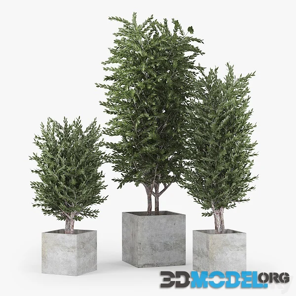Eucalyptus 01