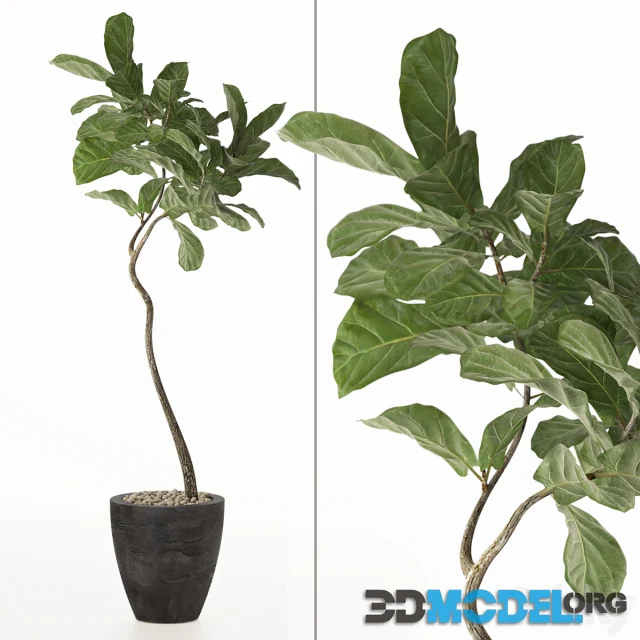 ficus lyrata 3