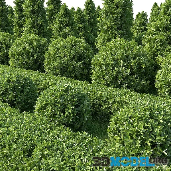Garden Plant Set 02 Ficus Annulata