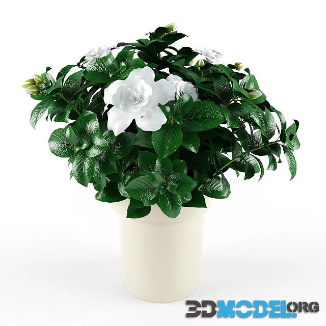 Gardenia Jasminoides