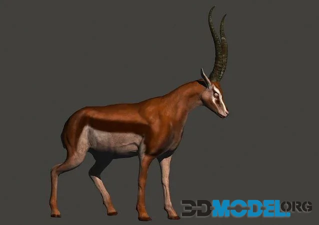 Gazelle (PBR)