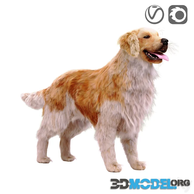 Golden retriever
