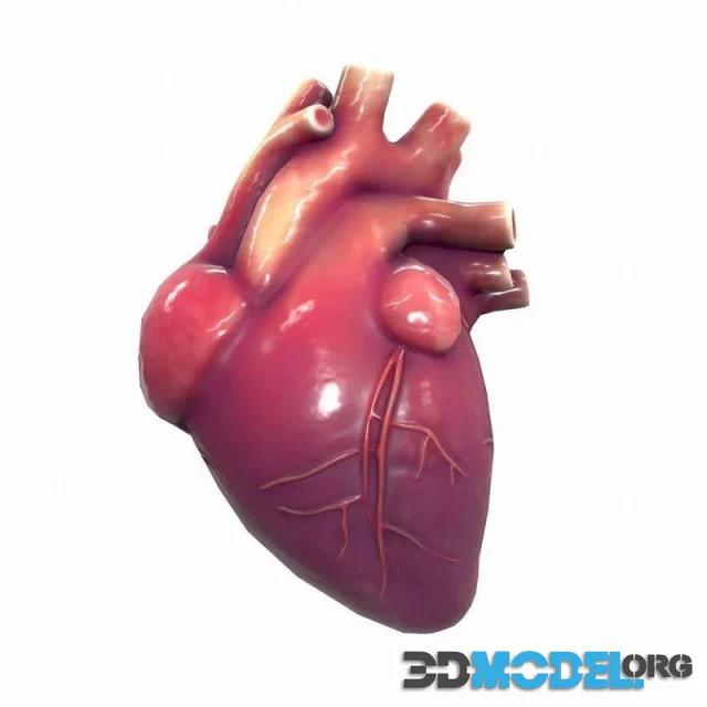 Human Heart (PBR)