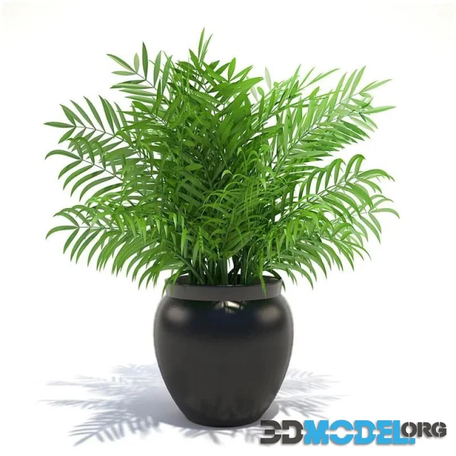 Plant 003